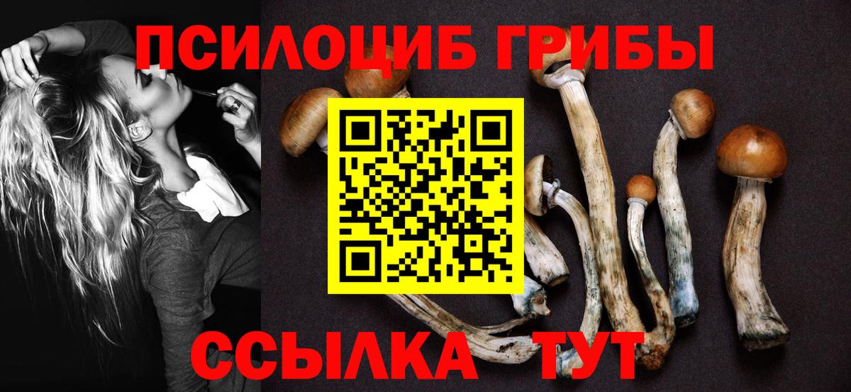Псилоцибиновые грибы Cubensis Кыштым
